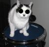 Jazzycat1