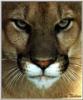 COUGAR