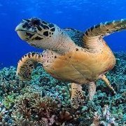 IntercalaryTurtle
